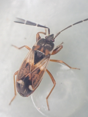Eremocoris borealis