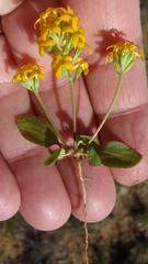 Manulea chrysantha