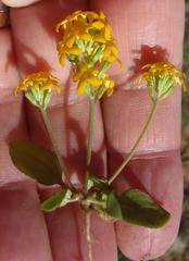 Manulea chrysantha