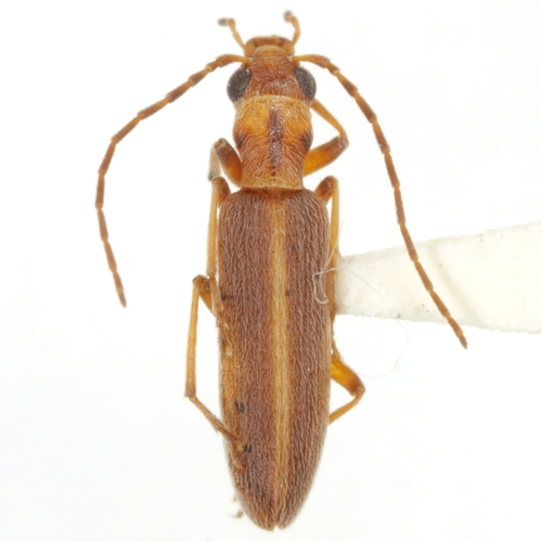 Oxacis trirossi