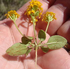 Manulea chrysantha