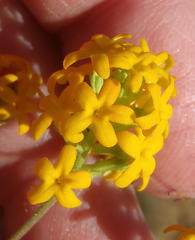 Manulea chrysantha