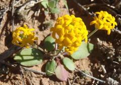 Manulea chrysantha