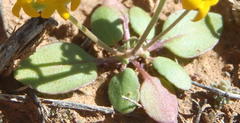 Manulea chrysantha