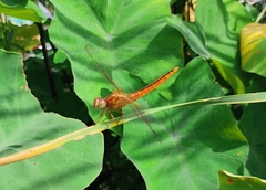 Crocothemis servilia