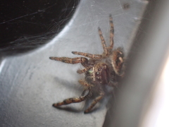 Phidippus audax