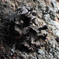 Umbilicaria polyrrhiza
