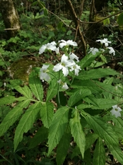 Cardamine heptaphylla