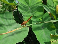 Crocothemis servilia