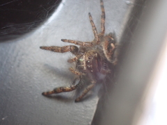Phidippus audax