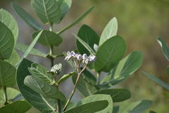 Calotropis gigantea
