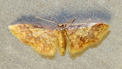 Idaea furciferata
