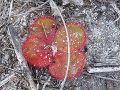 Drosera magna