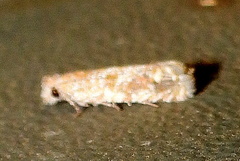 Pelochrista comatulana