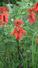 Erythrina humeana