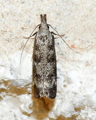 Dichomeris inversella