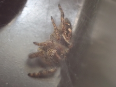 Phidippus audax