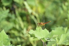 Crocothemis servilia