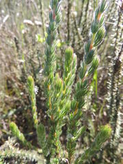 Aspalathus hispida hispida