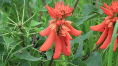 Erythrina humeana