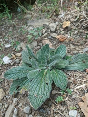 Ajuga orientalis