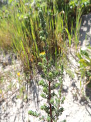 Aspalathus hispida hispida