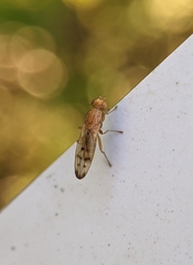 Opomyza florum