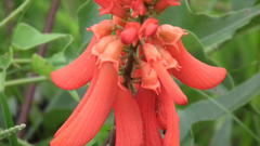 Erythrina humeana