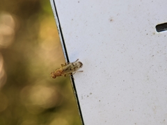 Opomyza florum