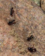 Tetramorium signatum