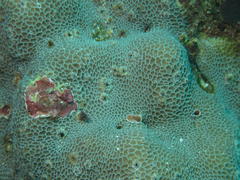 Gardineroseris planulata