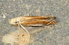 Isophrictis actinopa