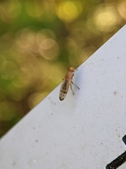 Opomyza florum