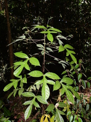 Vasconcellea microcarpa