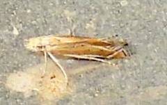 Isophrictis actinopa