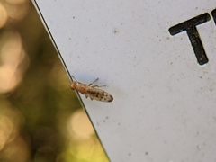 Opomyza florum