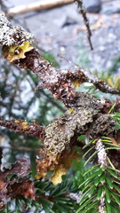 Pseudocyphellaria hawaiiensis