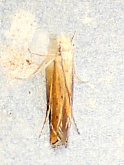 Isophrictis actinopa