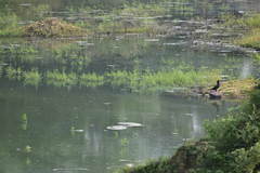 Microcarbo niger