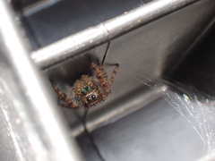 Phidippus audax