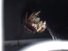Phidippus audax