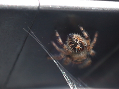 Phidippus audax