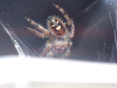 Phidippus audax
