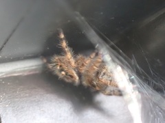Phidippus audax