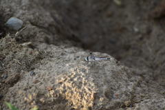 Diplacodes trivialis