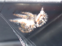 Phidippus audax