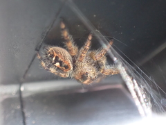Phidippus audax