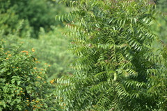 Azadirachta indica