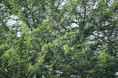 Vachellia nilotica
