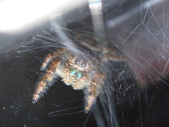 Phidippus audax